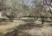 Finca rústica en venta en Órgiva ref: TR278031 foto