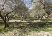 Finca rústica en venta en Órgiva ref: TR278031 foto