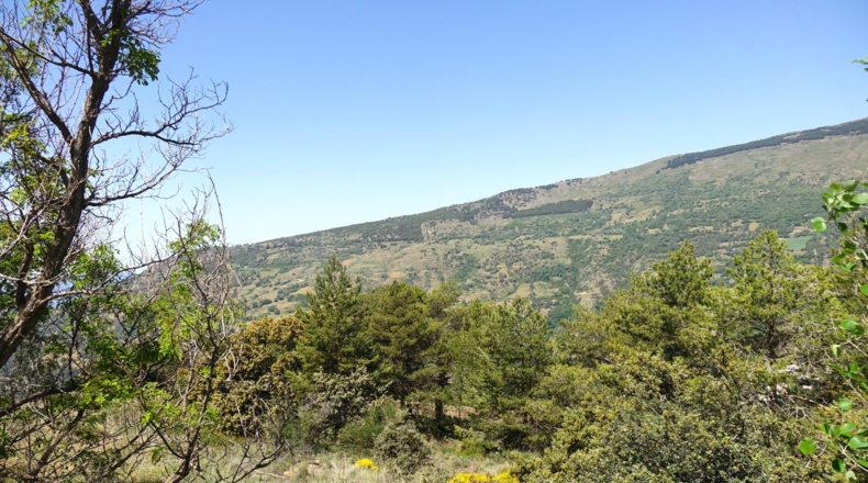 Granada - Capileira - 5808m2