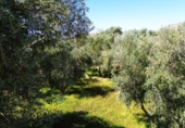 Chalet independiente con terreno en venta en Órgiva ref: TR344807 foto