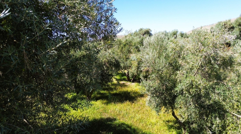 Granada - Órgiva - 5000m2