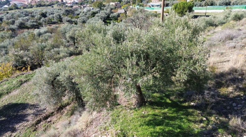 Granada - Órgiva - 7949m2