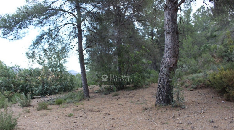 Valencia - Algar de Palancia - 971m2