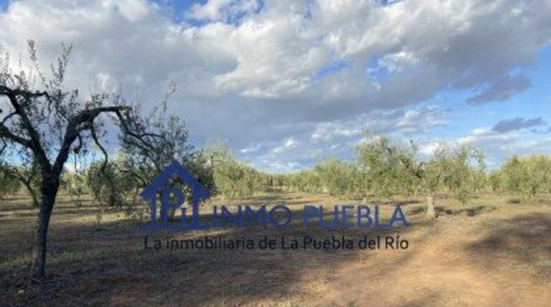 Huelva - Hinojos - 6380m2
