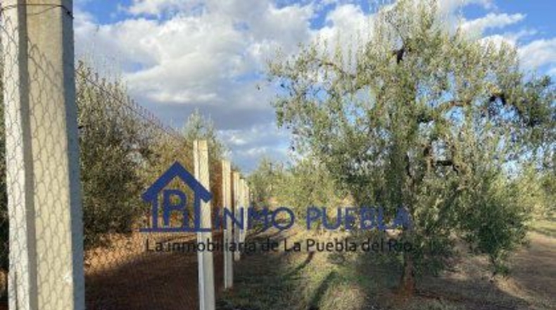 Huelva - Hinojos - 6380m2