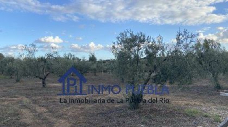 Huelva - Hinojos - 6380m2