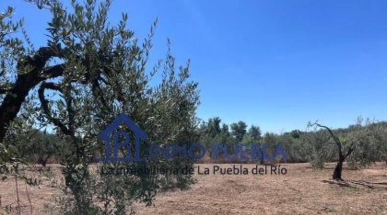 Huelva - Hinojos - 6380m2