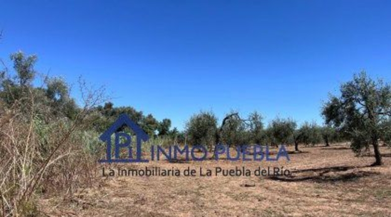 Huelva - Hinojos - 6380m2