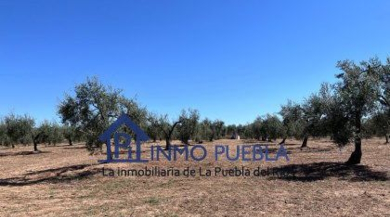 Huelva - Hinojos - 6380m2