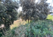 Sòl urbà en venda a la España, Bigues, ref.: TR109414 foto