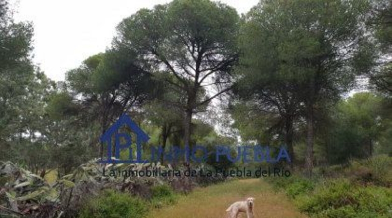 Sevilla - La Puebla del Río - 223m2