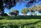 Terreno no urbanizable en venta en La Puebla del Río ref: TR252722 foto