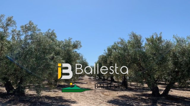 Almería - El Saltador - 10000m2