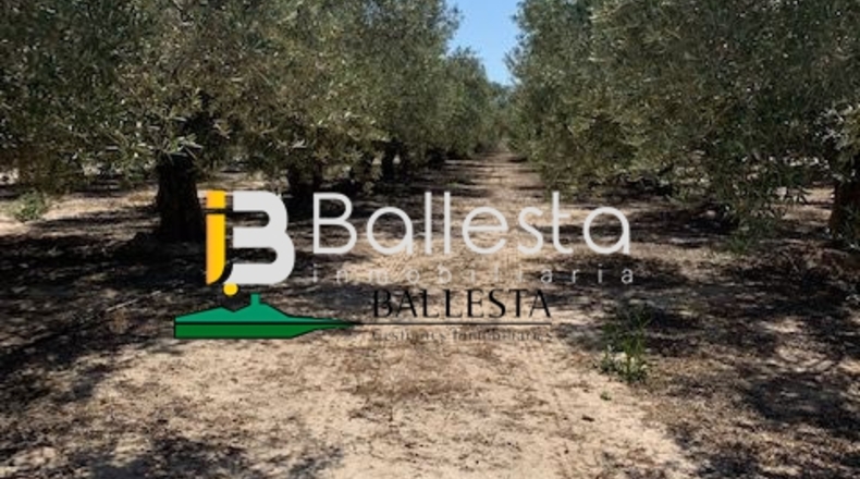 Almería - El Saltador - 10000m2