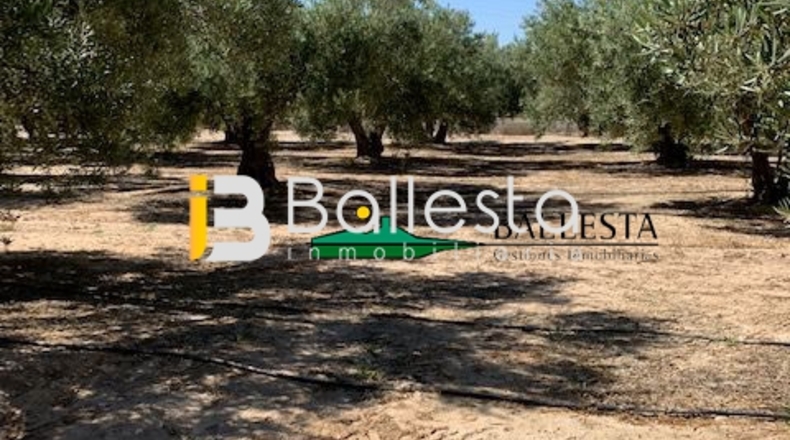 Almería - El Saltador - 10000m2