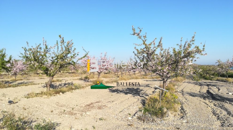 Almería - Huércal-Overa - 15143m2