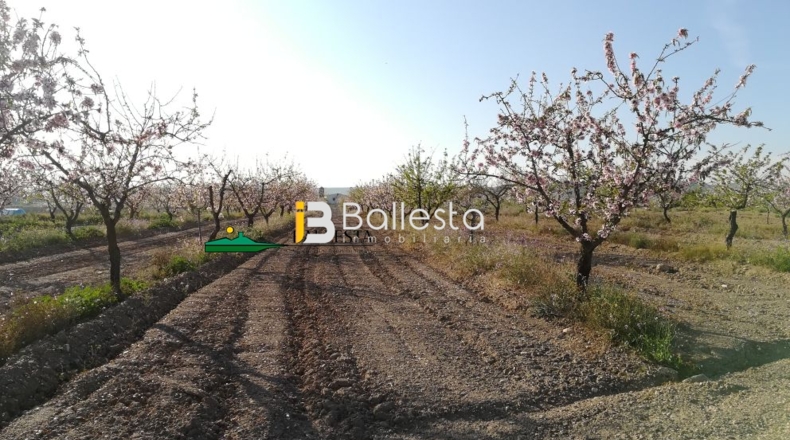 Almería - Huércal-Overa - 15143m2