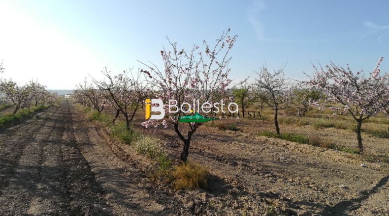Almería - Huércal-Overa - 15143m2
