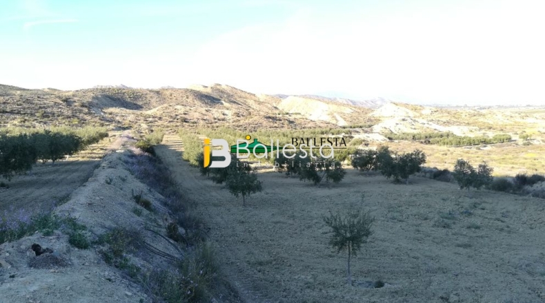 Almería - Huércal-Overa - 17381m2
