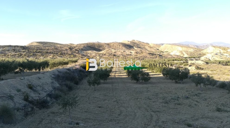 Almería - Huércal-Overa - 17381m2