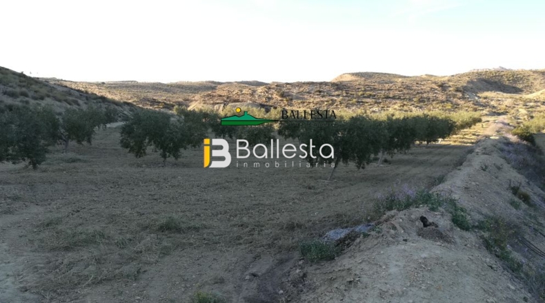 Almería - Huércal-Overa - 17381m2