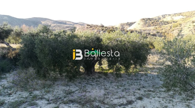 Almería - Huércal-Overa - 17401m2