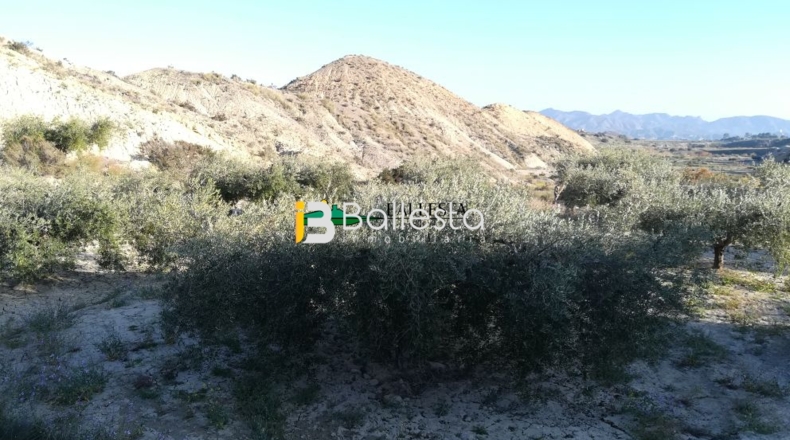 Almería - Huércal-Overa - 17401m2