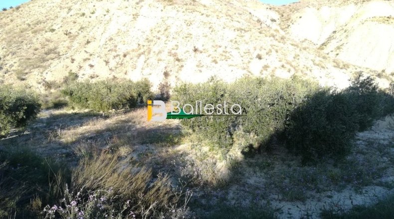Almería - Huércal-Overa - 17401m2