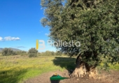 Rural estate for sale in Huércal-Overa ref: TR48498 photo