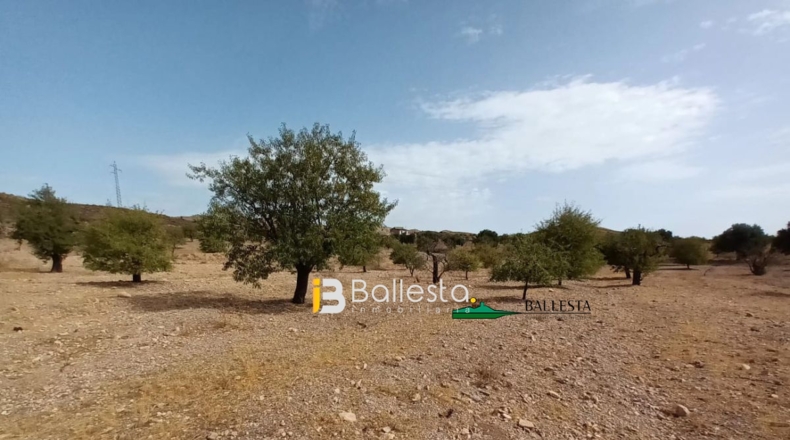 Almería - Huércal-Overa - 17919m2
