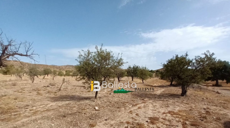 Almería - Huércal-Overa - 17919m2