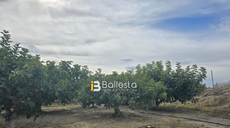 Almería - Huércal-Overa - 10000m2