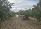 Sòl urbà en venda a Huércal-Overa ref.: TR252725 foto