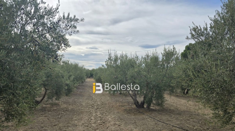 Almería - Huércal-Overa - 10000m2