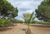 Sòl urbà en venda a Huércal-Overa ref.: TR252725 foto