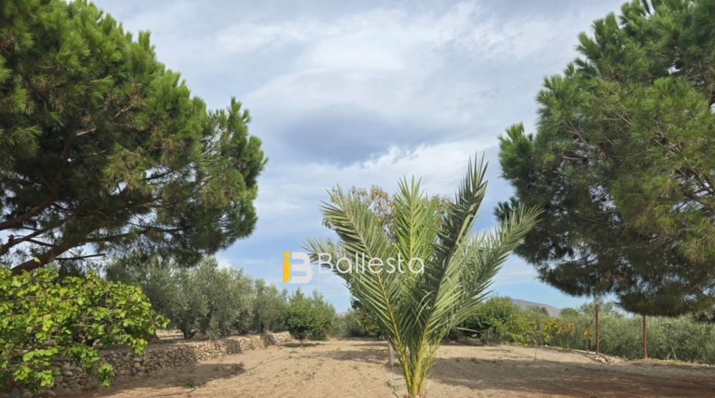 Almería - Huércal-Overa - 10000m2