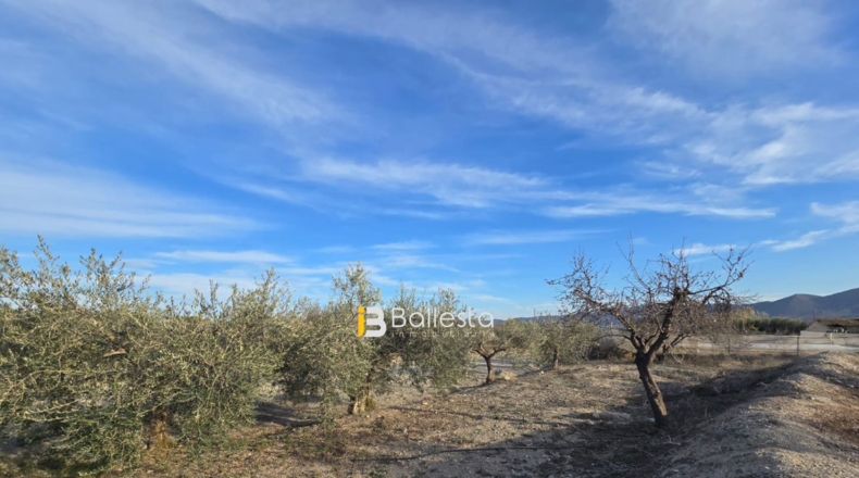 Almería - Huércal-Overa - 5943m2