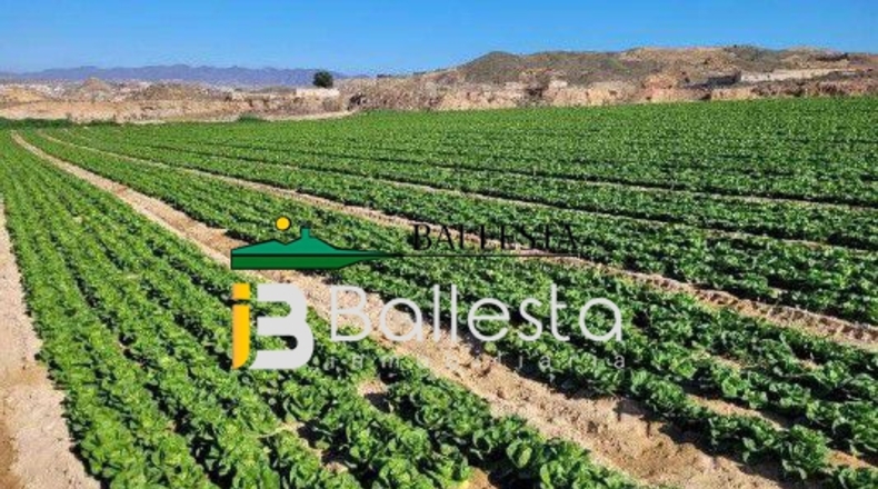 Almería - Antas - 160000m2