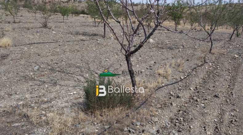 Almería - Huércal-Overa - 3486m2