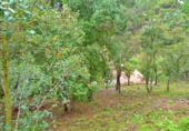 Sòl urbà en venda a Lloret de Mar ref.: TR104390 foto