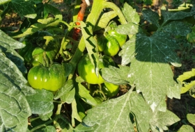 Foto 19
