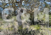 Non-developable land for sale in Sant Josep de sa Talaia ref: TR107561 photo