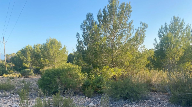 Islas Baleares - San José - 20000m2