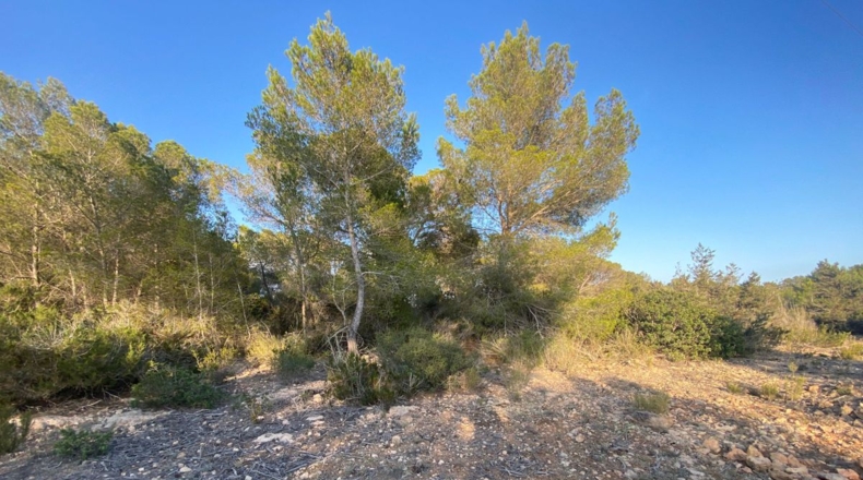 Islas Baleares - San José - 20000m2