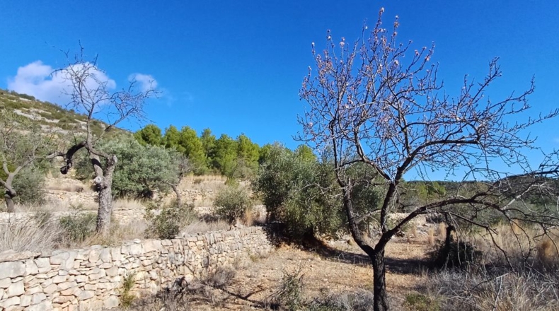 Castellón - Sierra Engarcerán - 22000m2