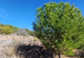 Masia with land for sale in Sierra Engarcerán ref: TR187461 photo