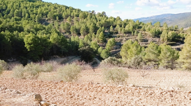 Teruel - Cella - 66072m2