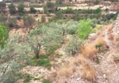 Terreno no urbanizable en venta en la España, Elda, ref: TR107619 foto
