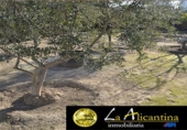 Xalet independent amb terreny en venda a Alacant ref.: TR15451 foto