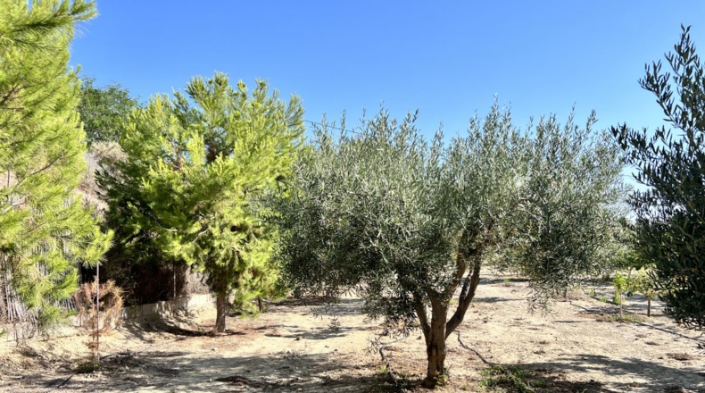 Alicante - Alicante - 7000m2